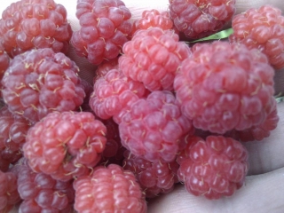 imag0035