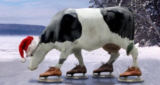 korova